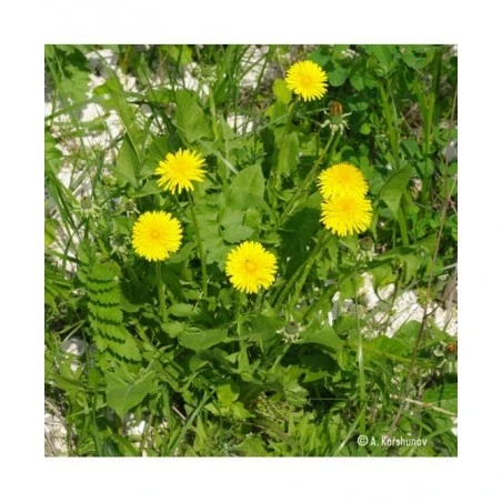 Adamah Eie Tarassaco Gocce 30 Ml 3 Adamah Eie Tarassaco Gocce 30 Ml