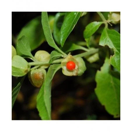 Adamah Eie Withania Gocce 30 Ml 3 Adamah Eie Withania Gocce 30 Ml